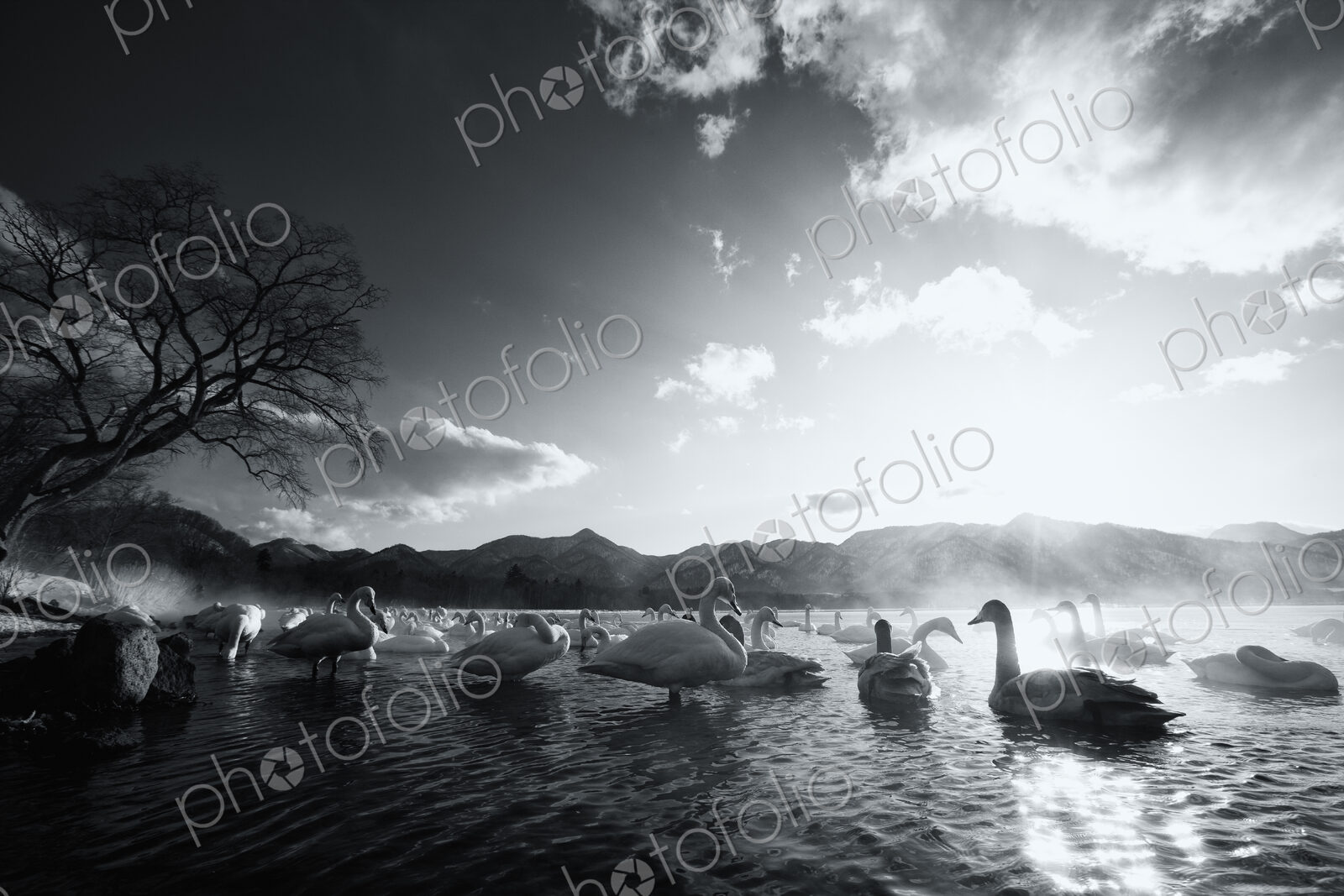Flock of white Swans on a lake.
