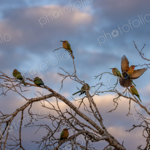 Flock of white-fronted bee-eaters, Merops bullockoides, perching on branches at sunset. Flock of white-fronted bee-eaters, Merops bullockoides, perching on branches at sunset.