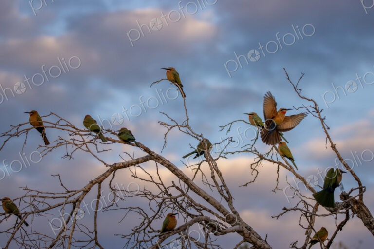 Flock of white-fronted bee-eaters, Merops bullockoides, perching on branches at sunset.