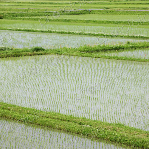Flooded Rice Paddy Field Flooded Rice Paddy Field