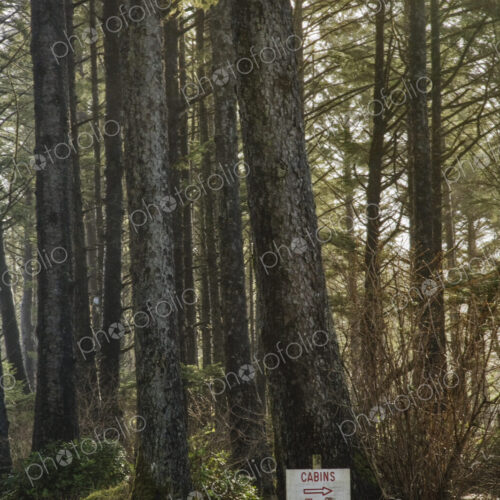 Flooding in woodland beneath spruce trees, a sign and arrow to cabins in the forest. Flooding in woodland beneath spruce trees, a sign and arrow to cabins in the forest.