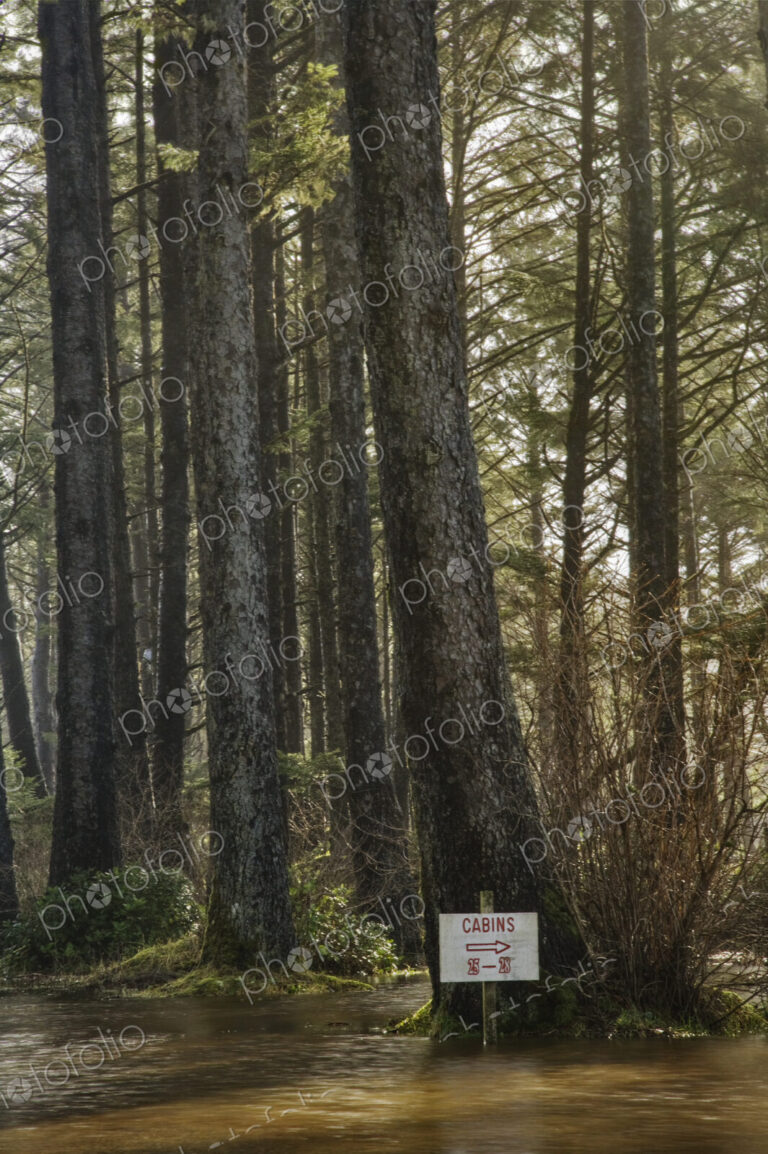 Flooding in woodland beneath spruce trees, a sign and arrow to cabins in the forest.