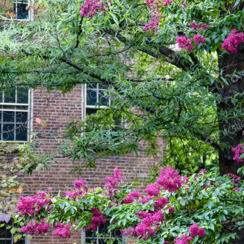 Flowering Trees in Front of an Apartment Flowering Trees in Front of an Apartment