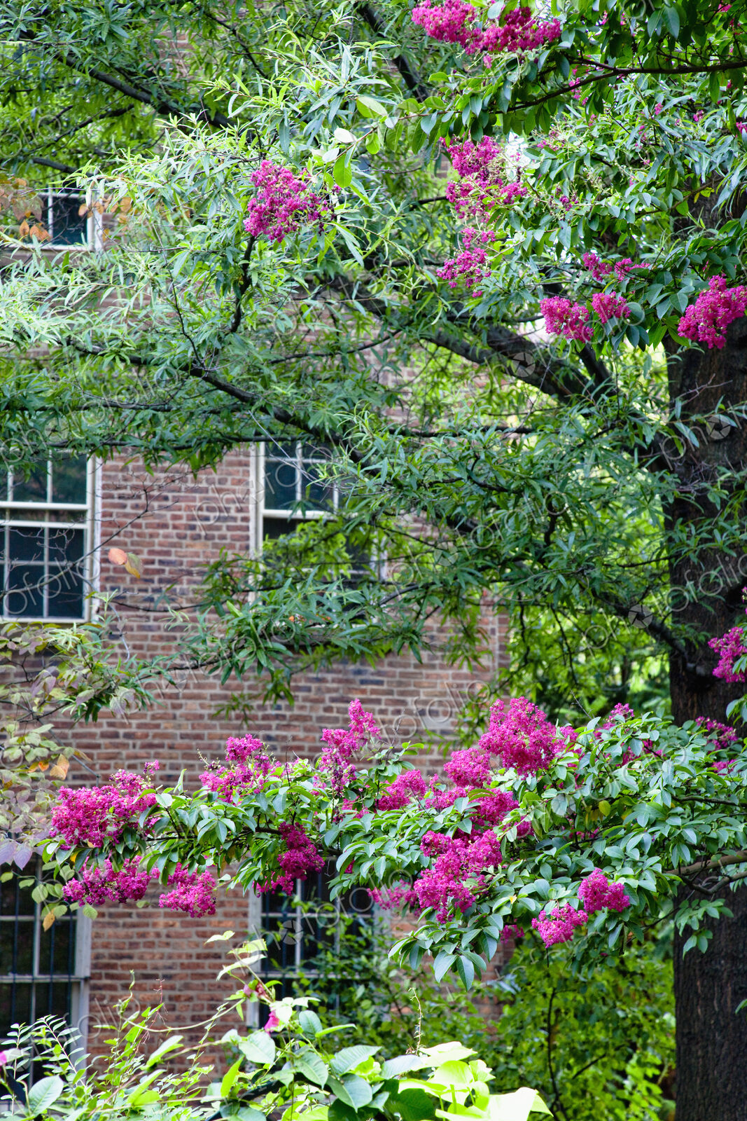 Flowering Trees in Front of an Apartment