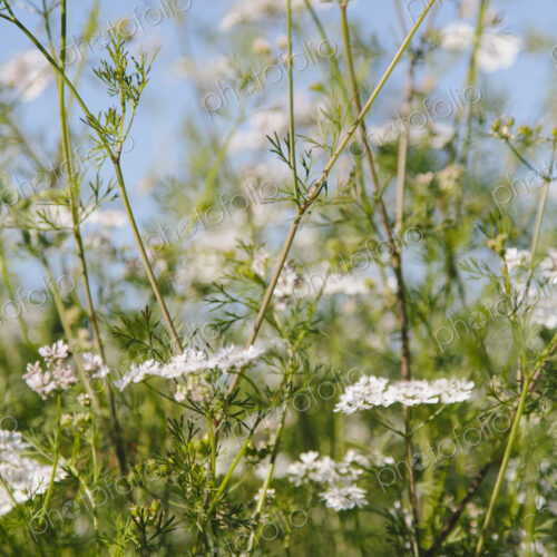 Flowering cilantro or Chinese Parsley plants, the coriander herb used for flavouring… Flowering cilantro or Chinese Parsley plants, the coriander herb used for flavouring…