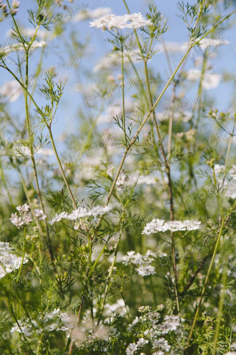 Flowering cilantro or Chinese Parsley plants, the coriander herb used for flavouring…