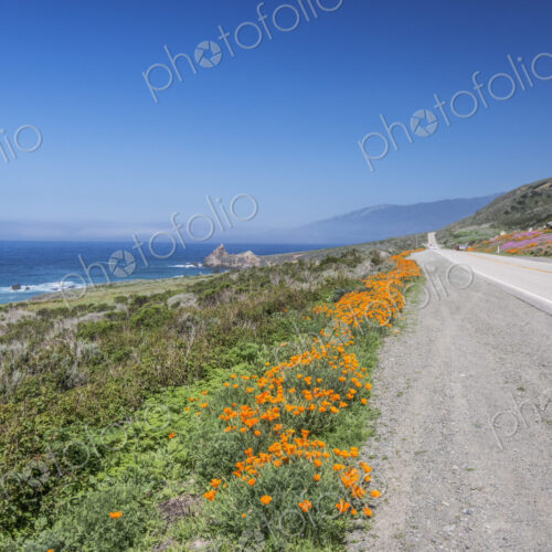 Flowering orange California poppies along the highway on a hillside near Big Sur, Flowering orange California poppies along the highway on a hillside near Big Sur,