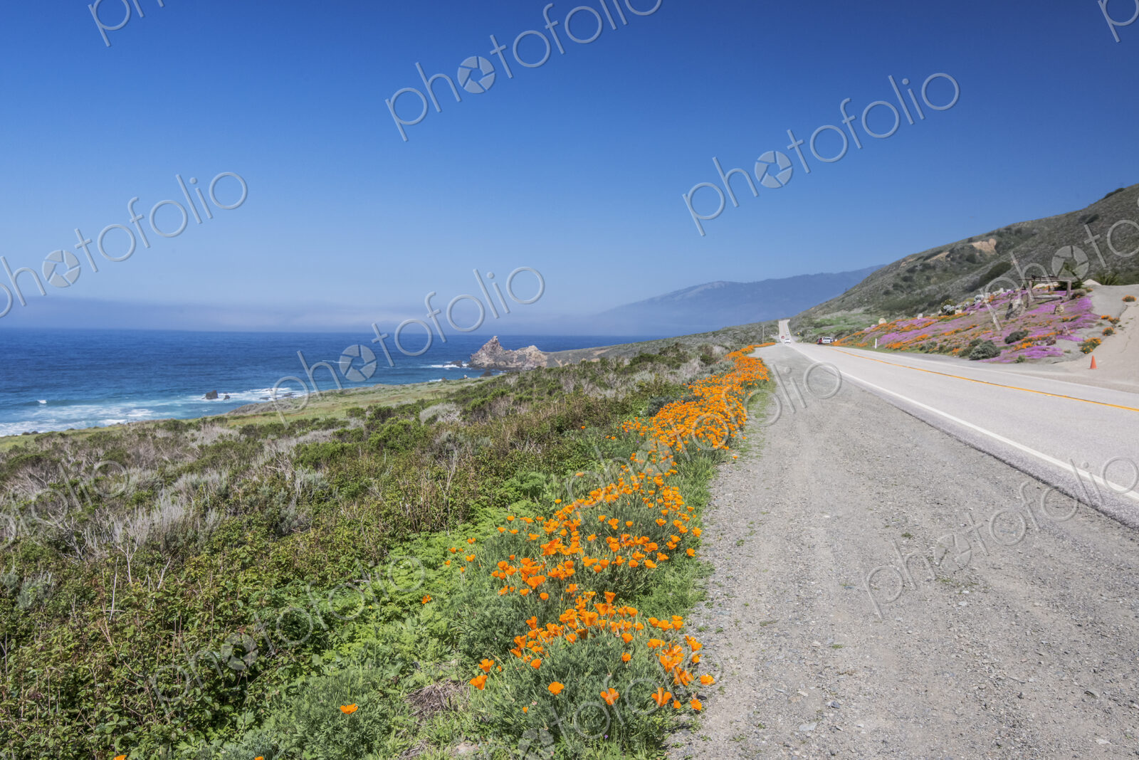 Flowering orange California poppies along the highway on a hillside near Big Sur,