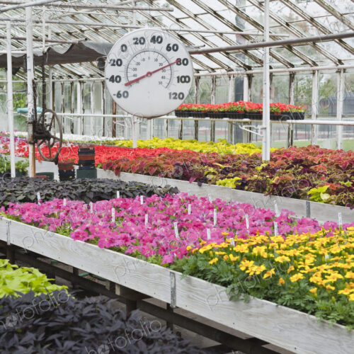 Flowers Blooming in a Greenhouse
