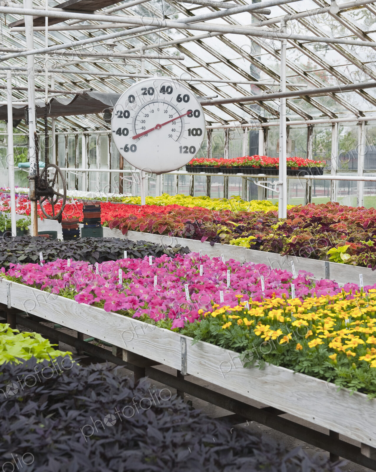 Flowers Blooming in a Greenhouse