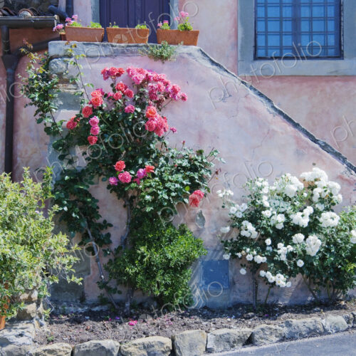 Flowers Growing on Side of House Stairs Flowers Growing on Side of House Stairs