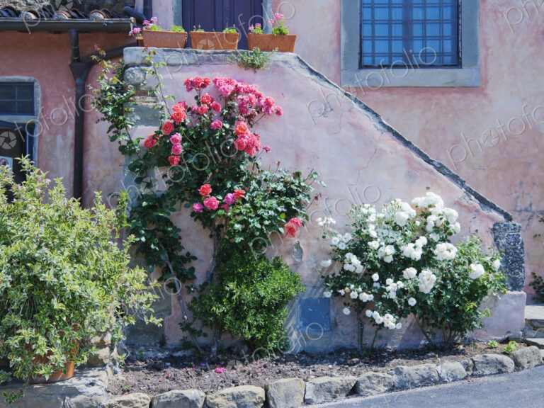 Flowers Growing on Side of House Stairs