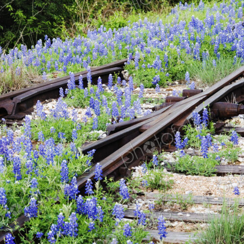 Flowers Overgrowing Unused Railroad Tracks Flowers Overgrowing Unused Railroad Tracks
