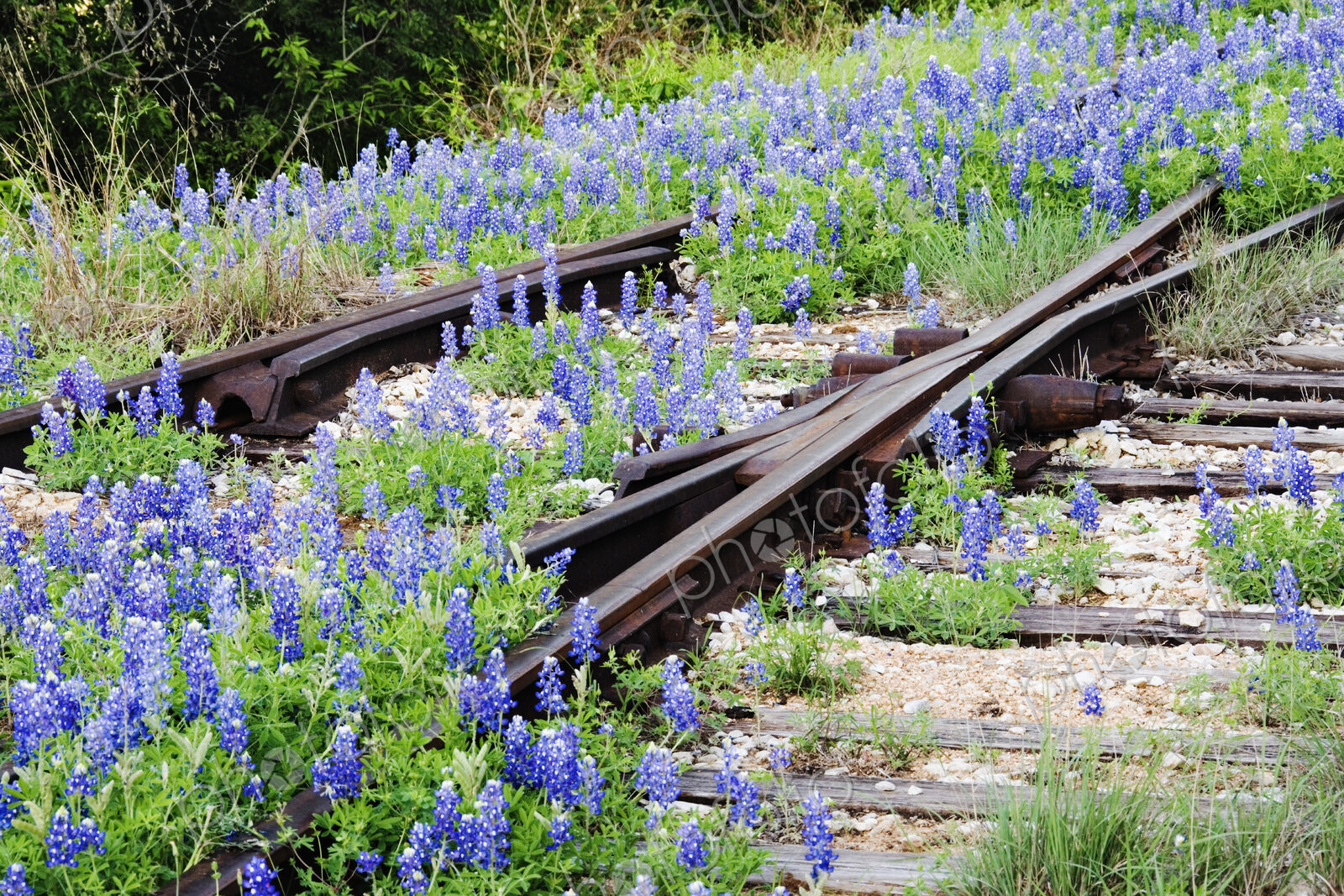 Flowers Overgrowing Unused Railroad Tracks