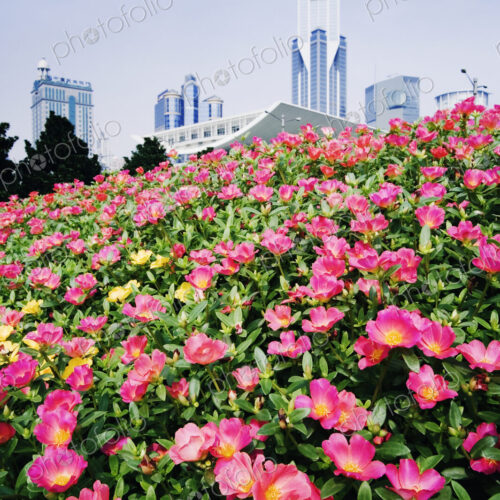 Flowers and Architecture around People's Square Flowers and Architecture around People's Square