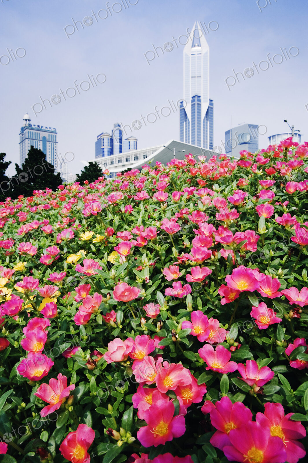 Flowers and Architecture around People’s Square