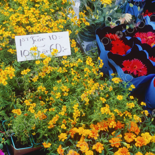 Flowers at a Market Stall Flowers at a Market Stall