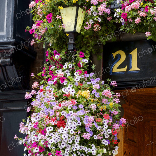 Flowers hanging near number 21 outdoors