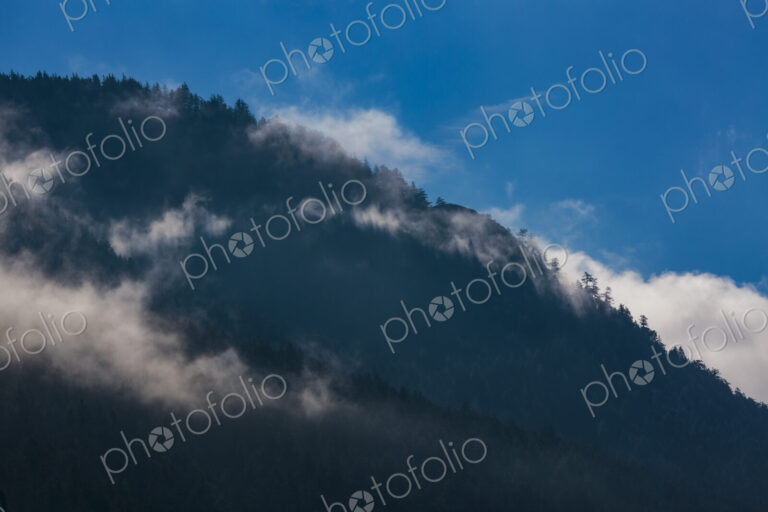 Fog and clouds in the mountains, hillsides of pine trees.