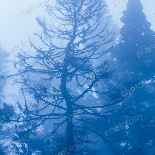 Fog and low visibility in woodland, trees in the mist, in Salt Creek Recreational Area Fog and low visibility in woodland, trees in the mist, in Salt Creek Recreational Area