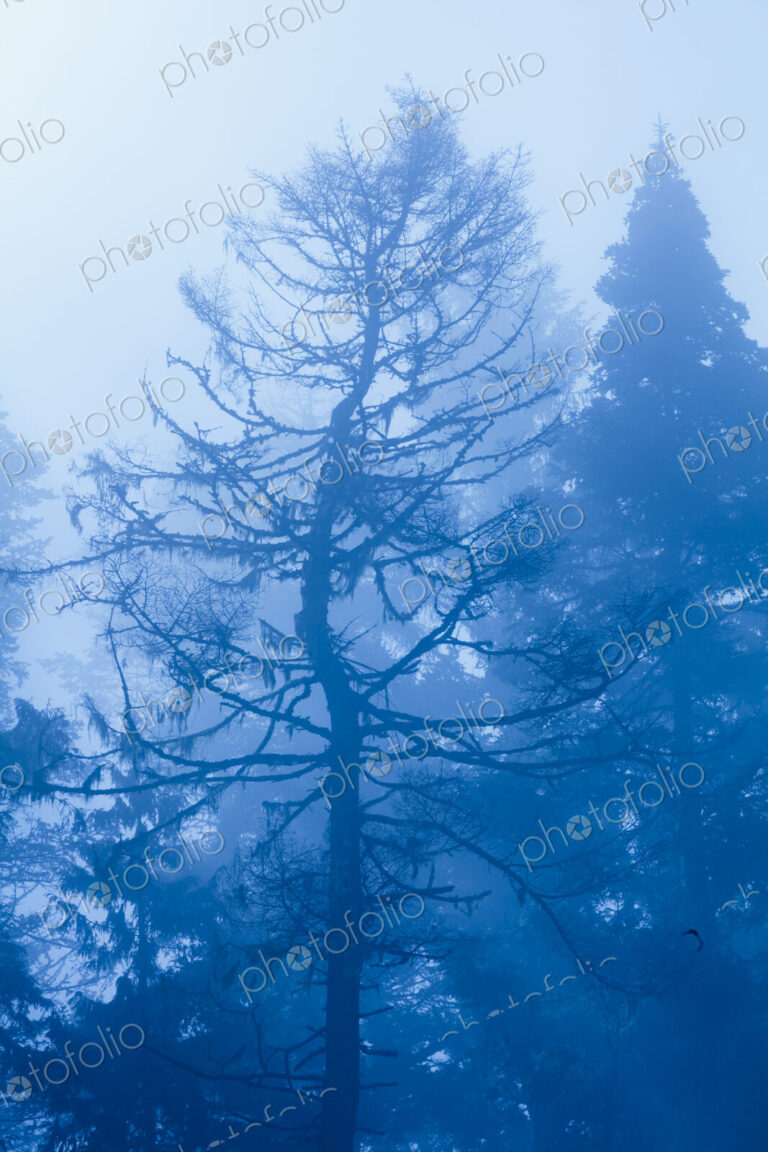 Fog and low visibility in woodland, trees in the mist, in Salt Creek Recreational Area