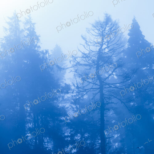 Fog and low visibility in woodland, trees in the mist, in Salt Creek Recreational Area Fog and low visibility in woodland, trees in the mist, in Salt Creek Recreational Area