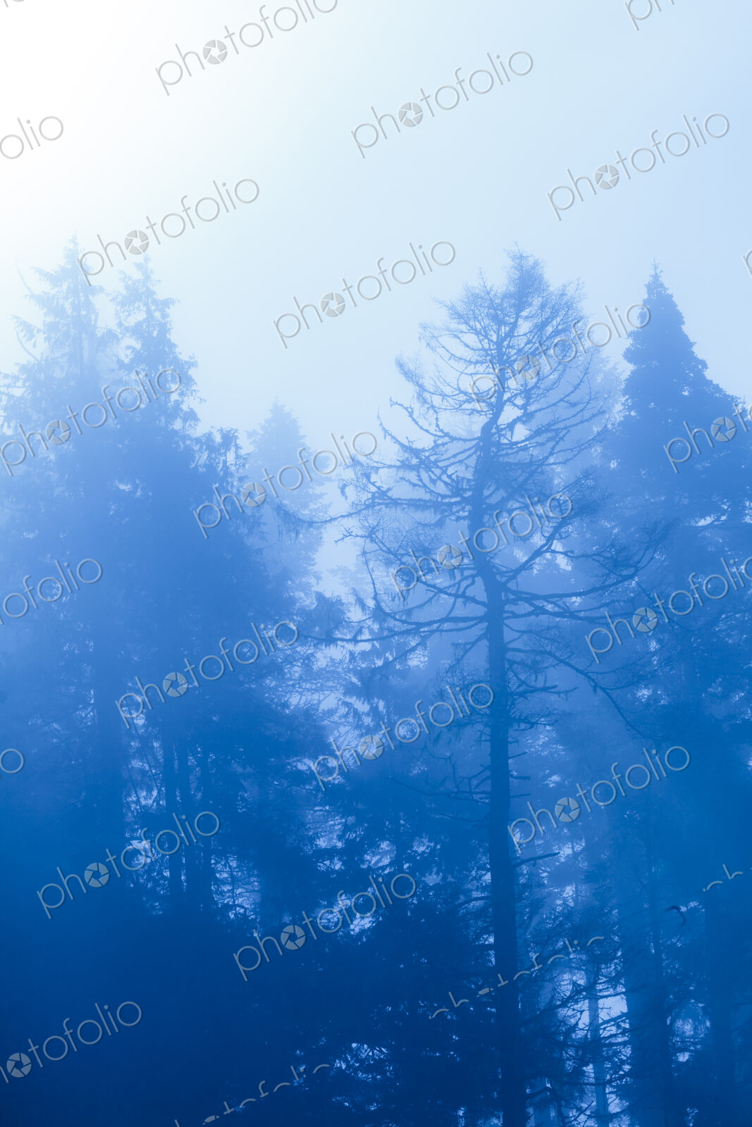 Fog and low visibility in woodland, trees in the mist, in Salt Creek Recreational Area