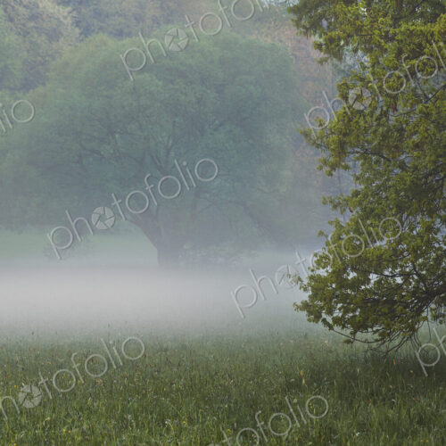Fog and trees in rural meadow Fog and trees in rural meadow