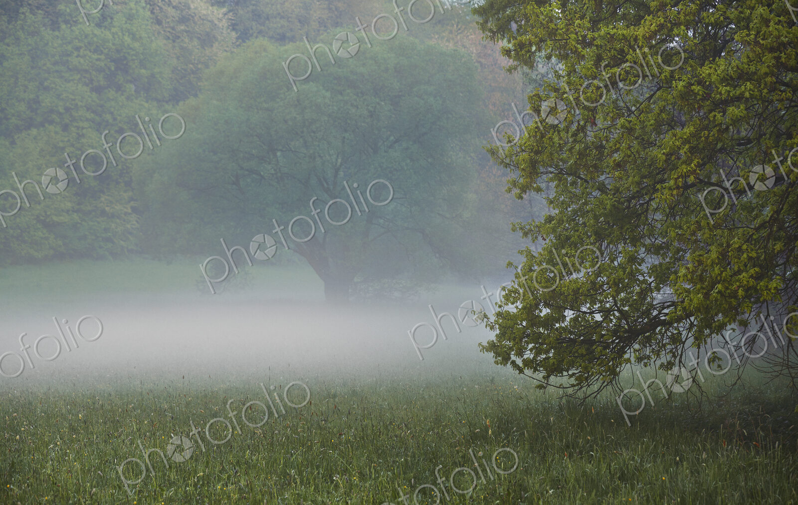 Fog and trees in rural meadow