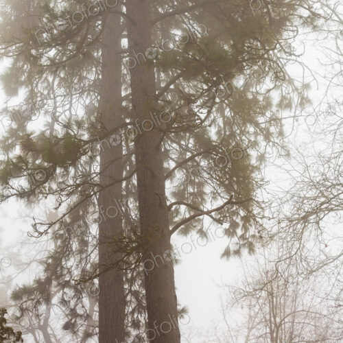 Fog drifting through
