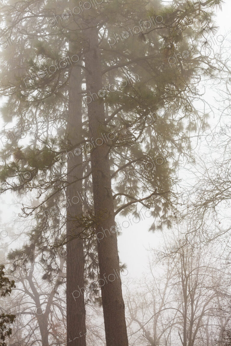 Fog drifting through