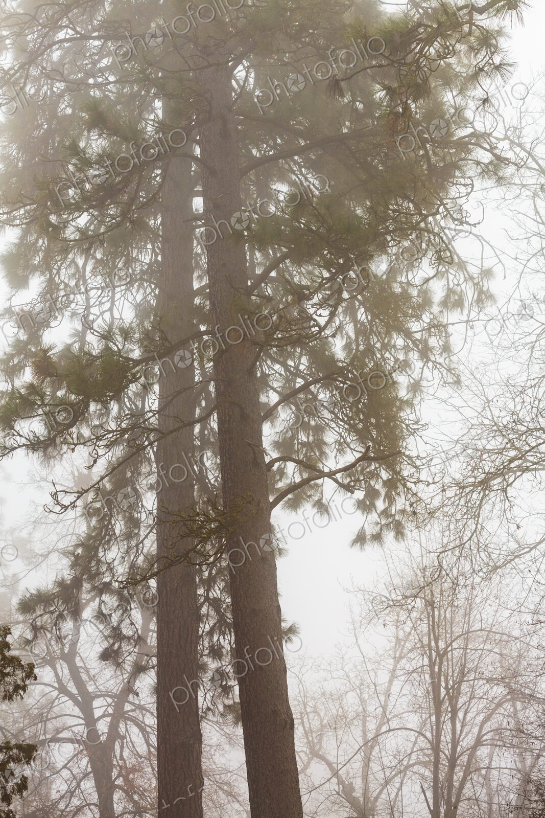 Fog drifting through