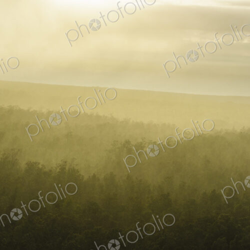 Fog over trees in landscape Fog over trees in landscape
