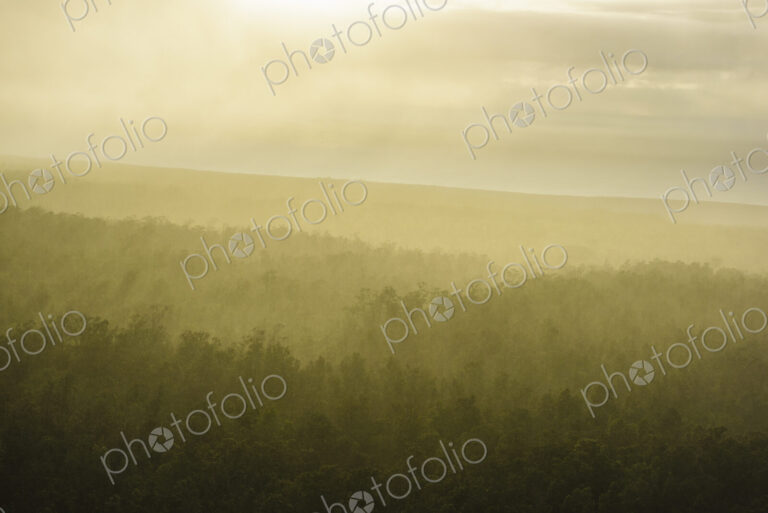 Fog over trees in landscape