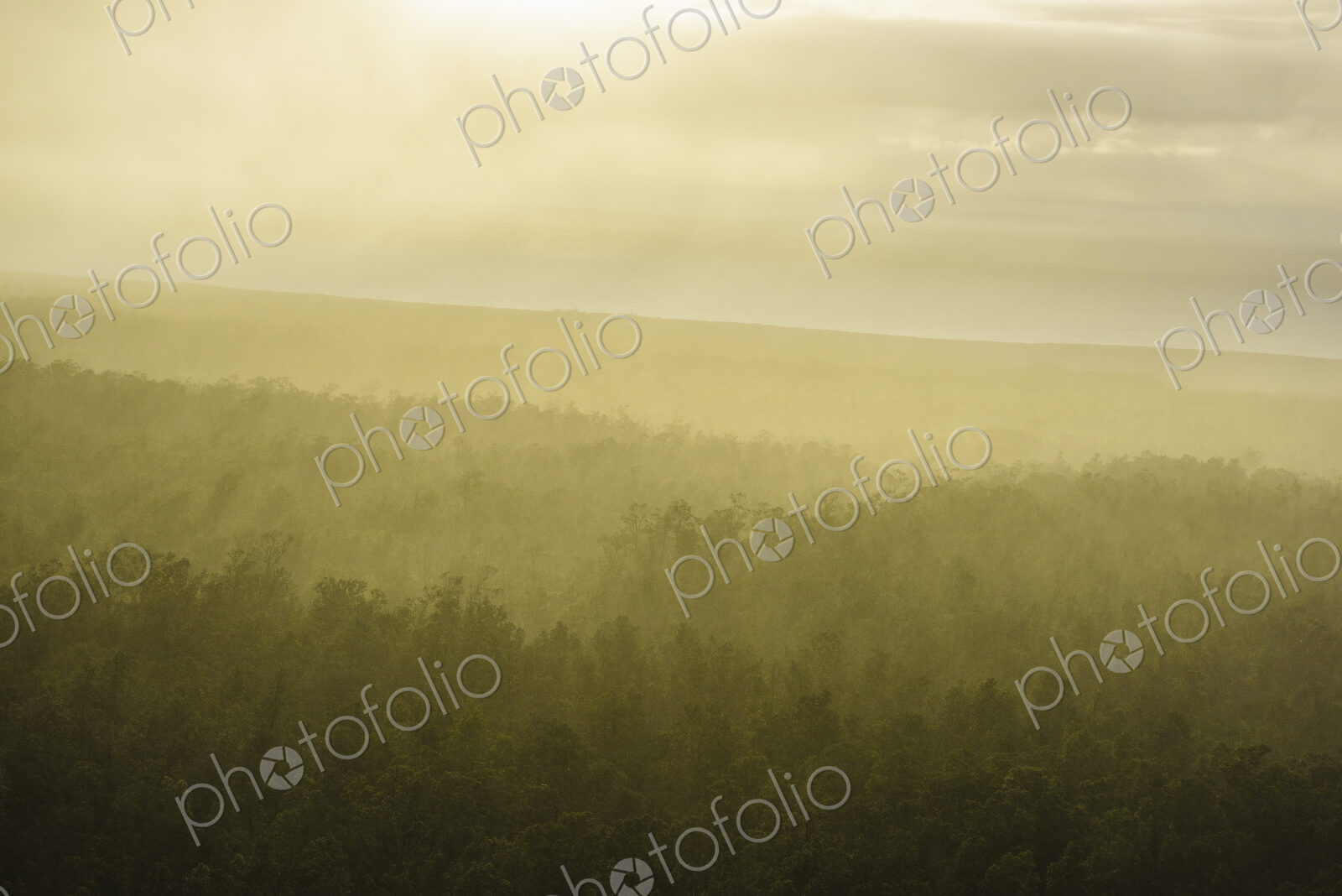 Fog over trees in landscape