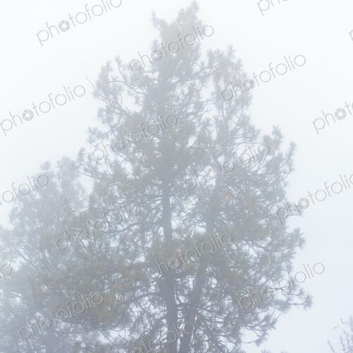 Fog through trees, a misty outline of a pine tree. Fog through trees, a misty outline of a pine tree.