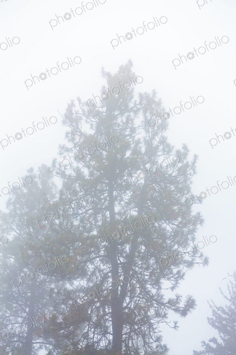 Fog through trees, a misty outline of a pine tree.