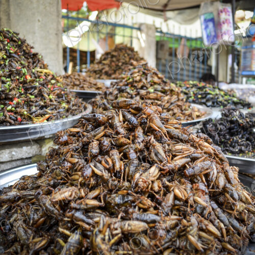 Food market in Cambodia, close up of trays with heaps of a selection of deep fried… Food market in Cambodia, close up of trays with heaps of a selection of deep fried…