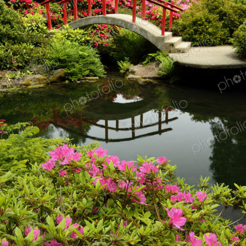 Footbridge and lush plants in park Footbridge and lush plants in park