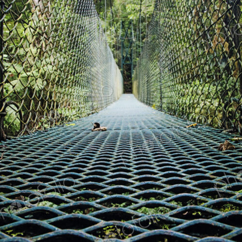 Footbridge in Costa Rican Forest Footbridge in Costa Rican Forest