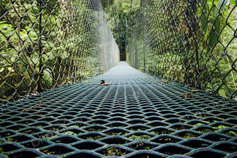 Footbridge in Costa Rican Forest