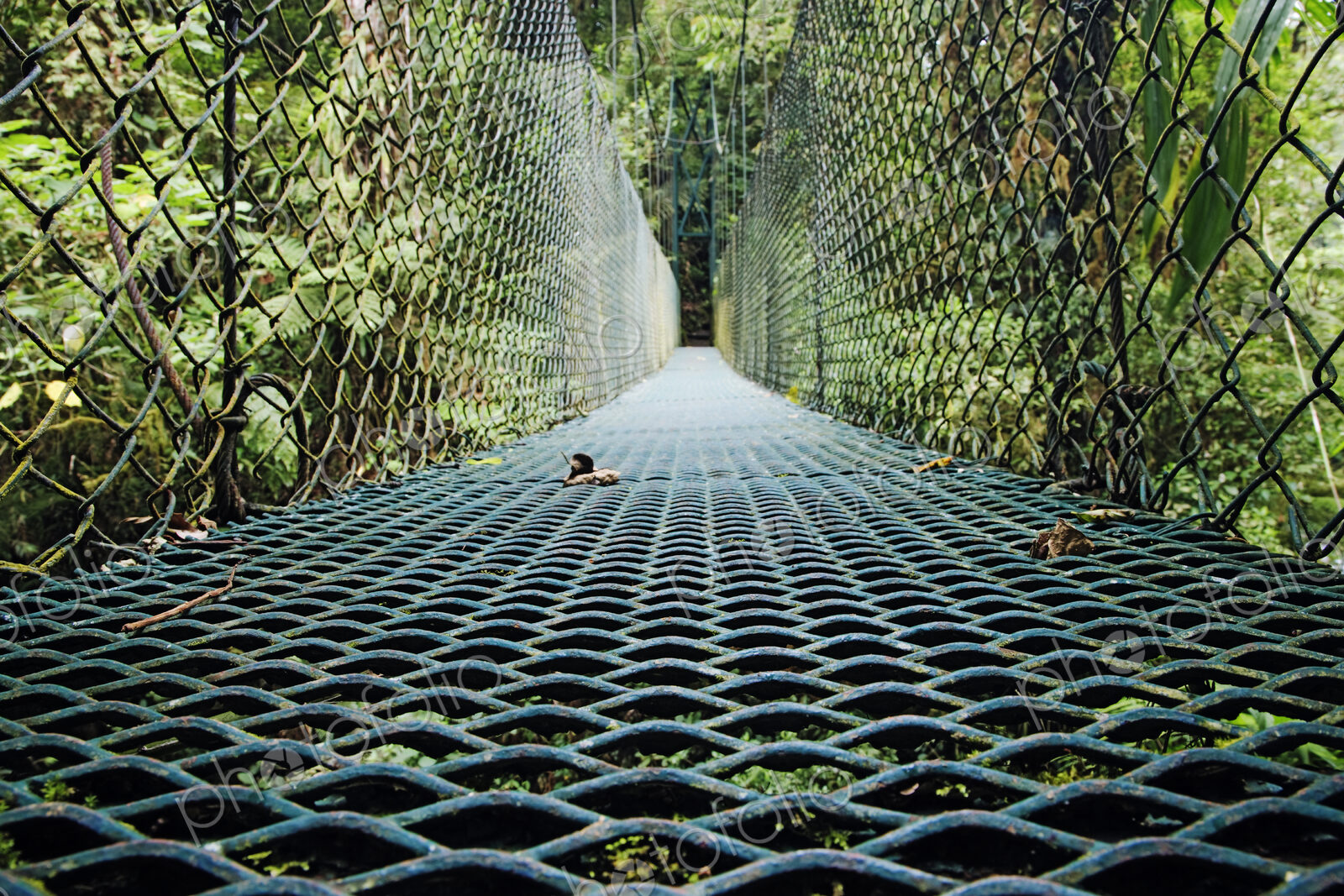 Footbridge in Costa Rican Forest
