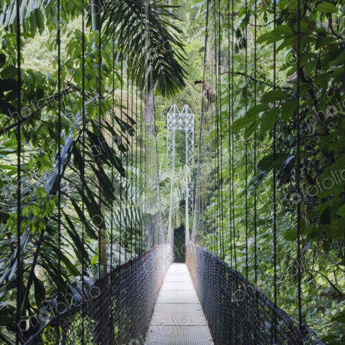 Footbridge in Costa Rican Forest Footbridge in Costa Rican Forest