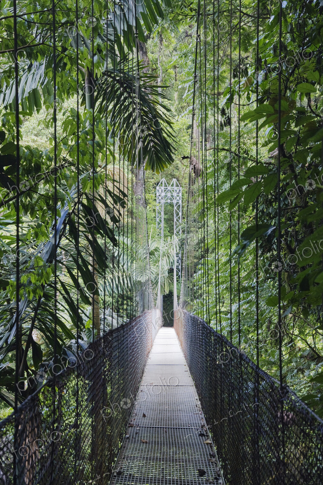 Footbridge in Costa Rican Forest
