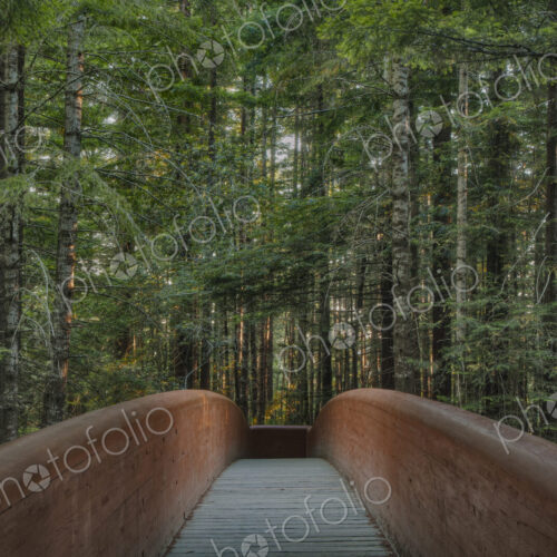 Footbridge in Redwood National Park, California, United States Footbridge in Redwood National Park, California, United States
