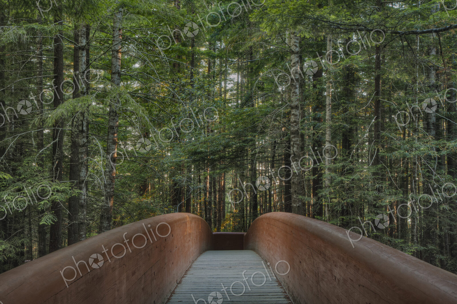Footbridge in Redwood National Park, California, United States