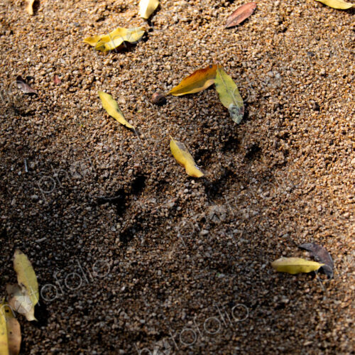 Footprints in the sand from a leopard, Panthera pardus. Footprints in the sand from a leopard, Panthera pardus.