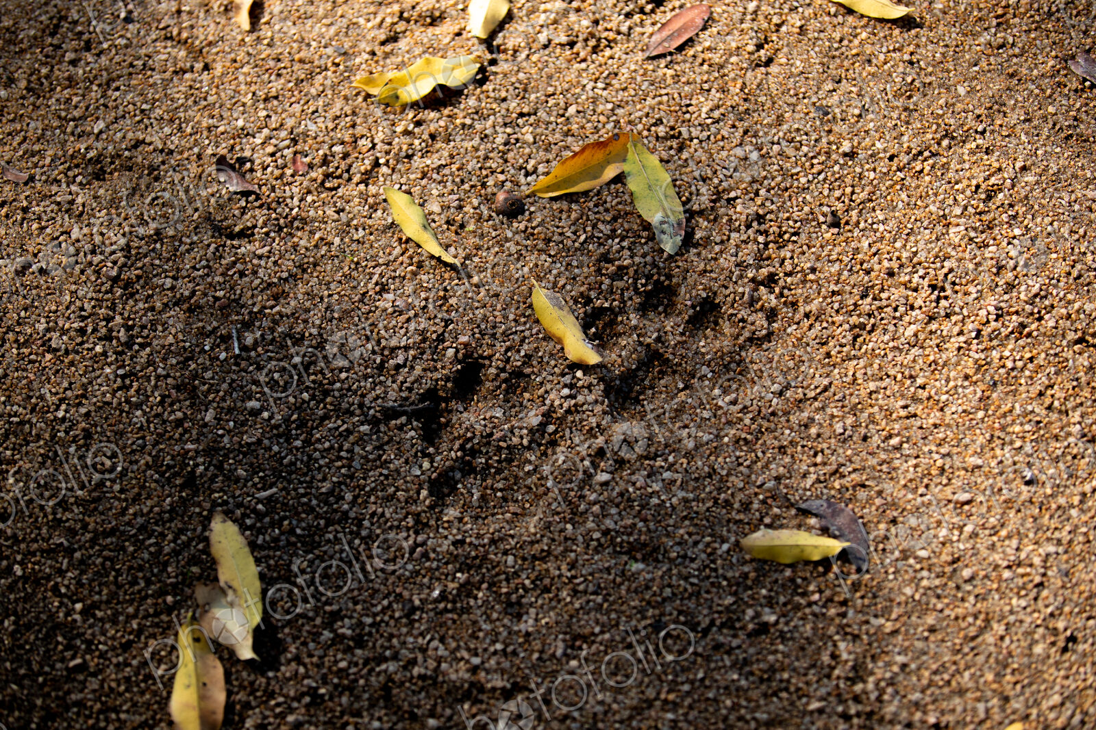 Footprints in the sand from a leopard, Panthera pardus.