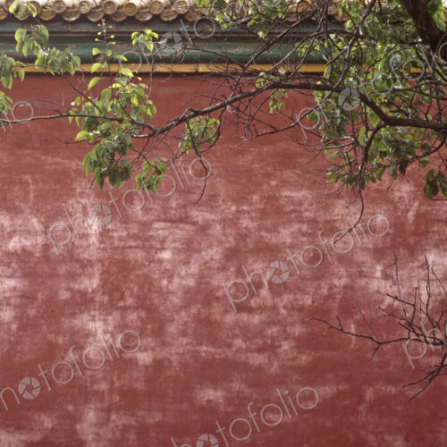 Forbidden City Wall and Tree