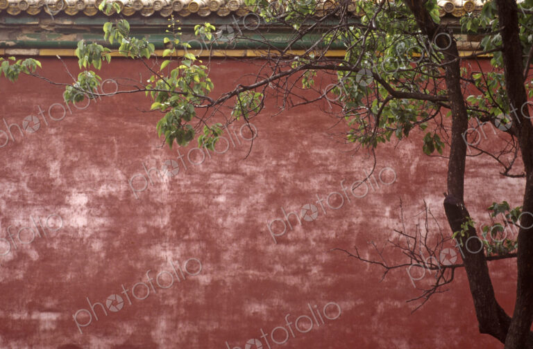 Forbidden City Wall and Tree